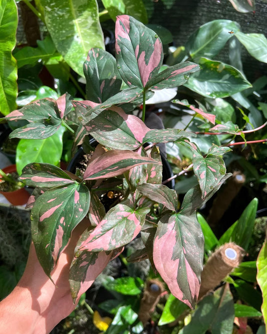 Syngonium Care Guide