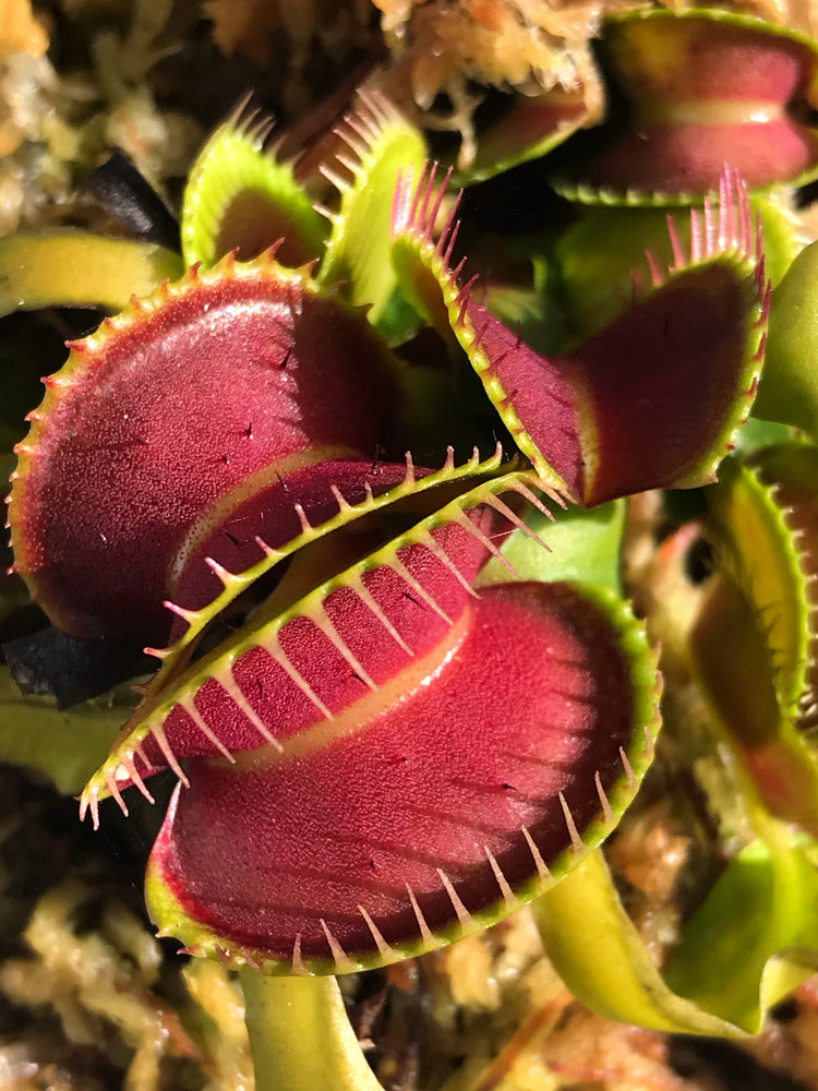 Carnivorous Plants