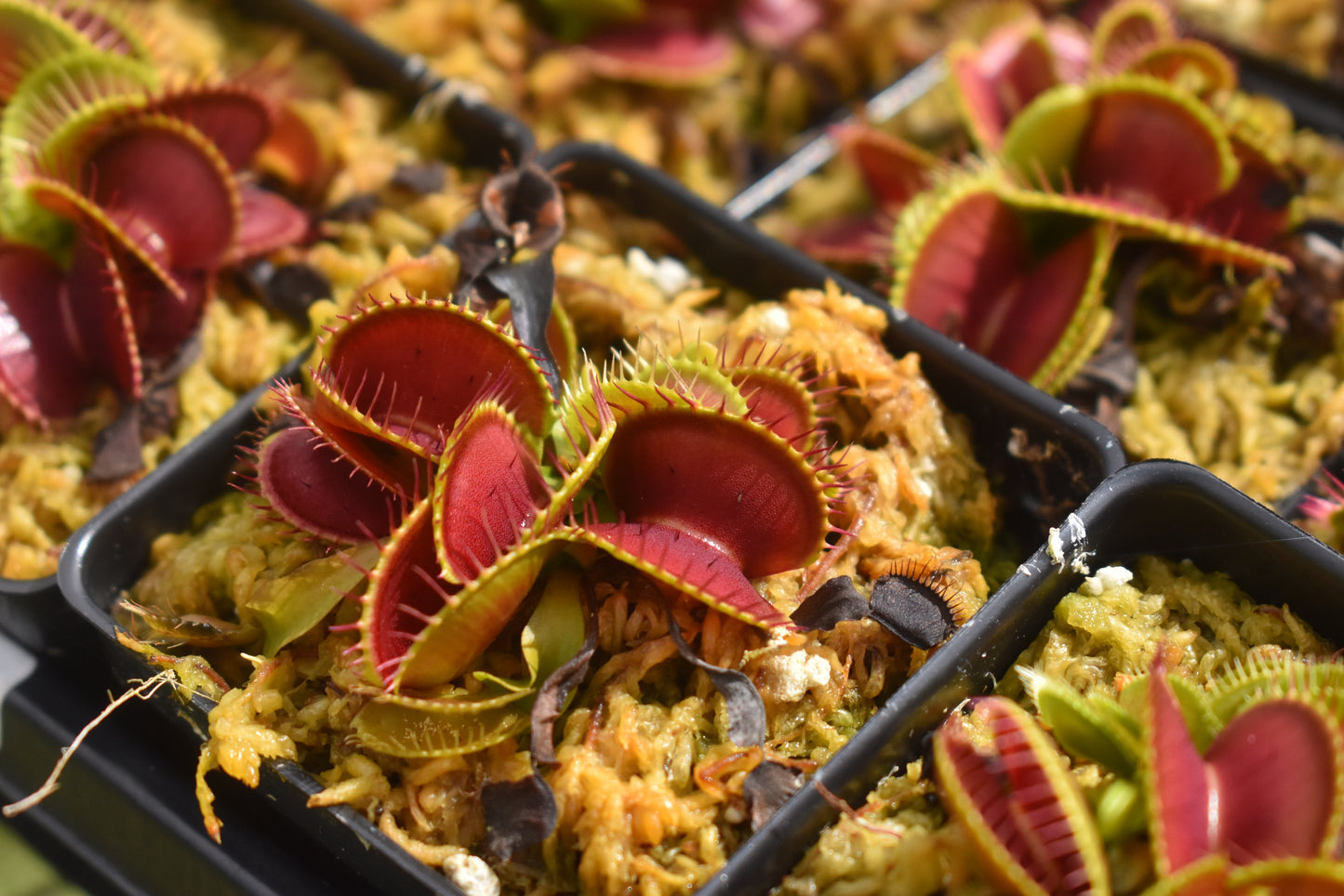 Venus Flytrap B52 (Dionaea muscipula)