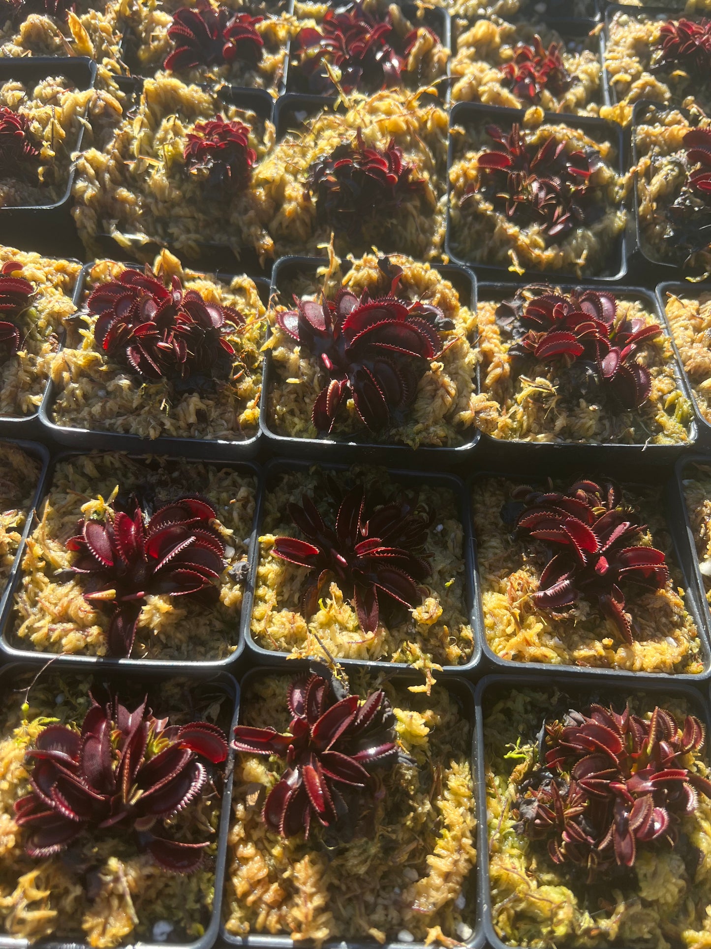 Dionaea muscipula The Venus Flytrap