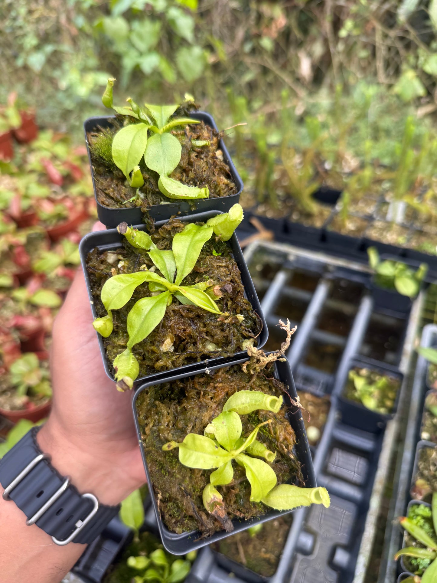 Nepenthes bicalcarata Seed-Grown