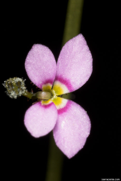 Stylidium debile
