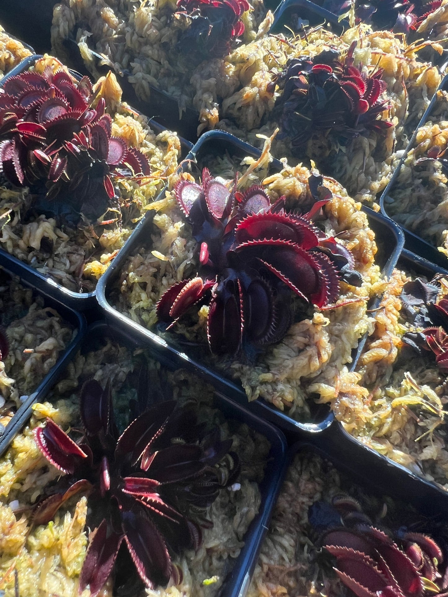 Dionaea muscipula The Venus Flytrap