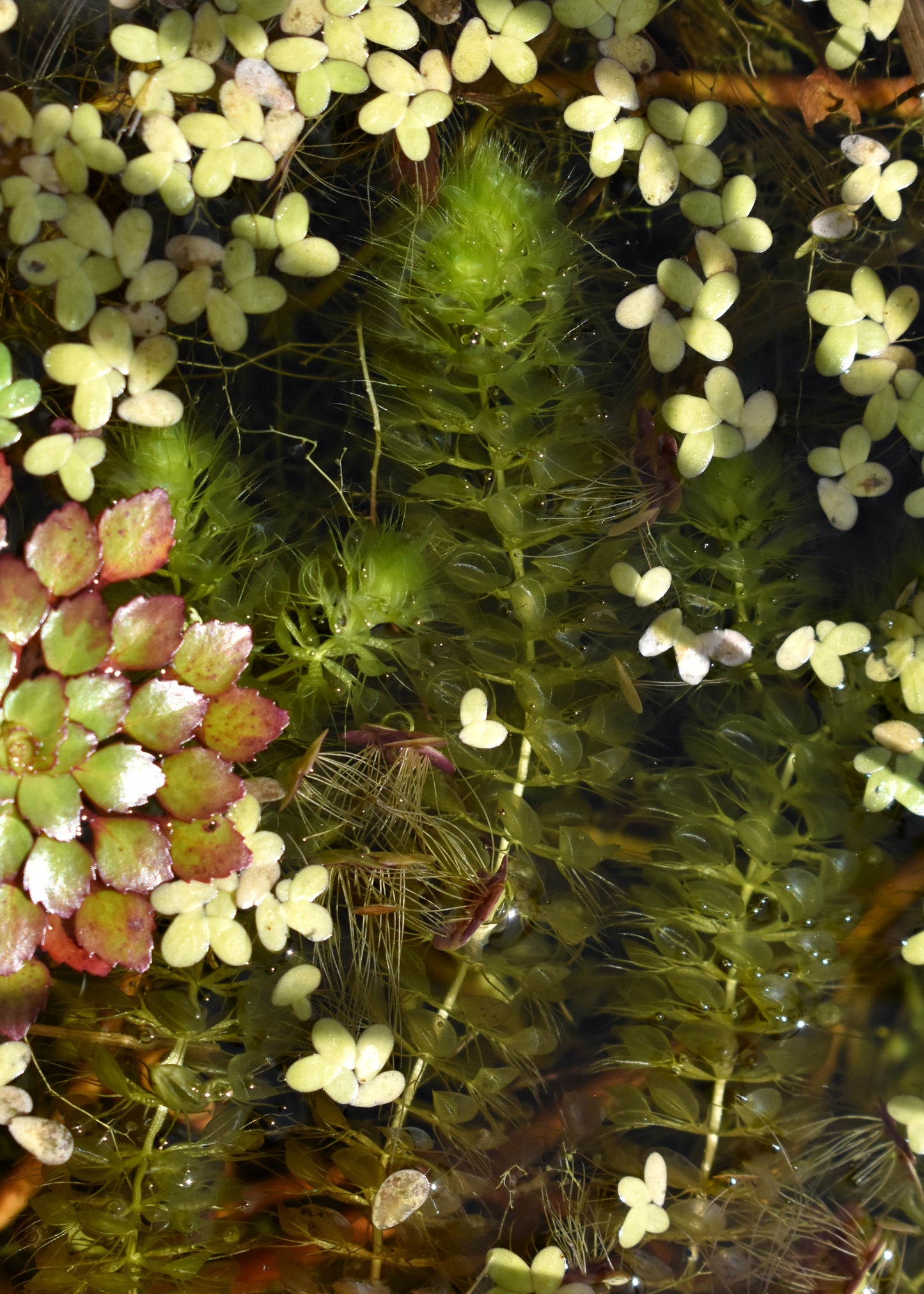 Aldrovanda vesiculosa