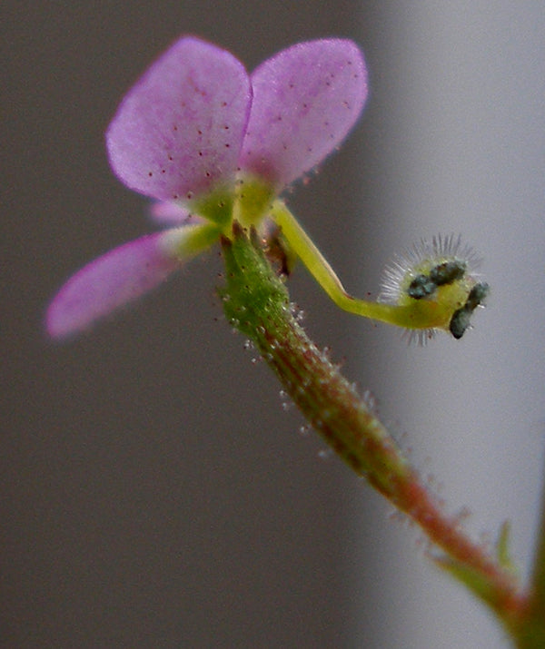 Stylidium debile