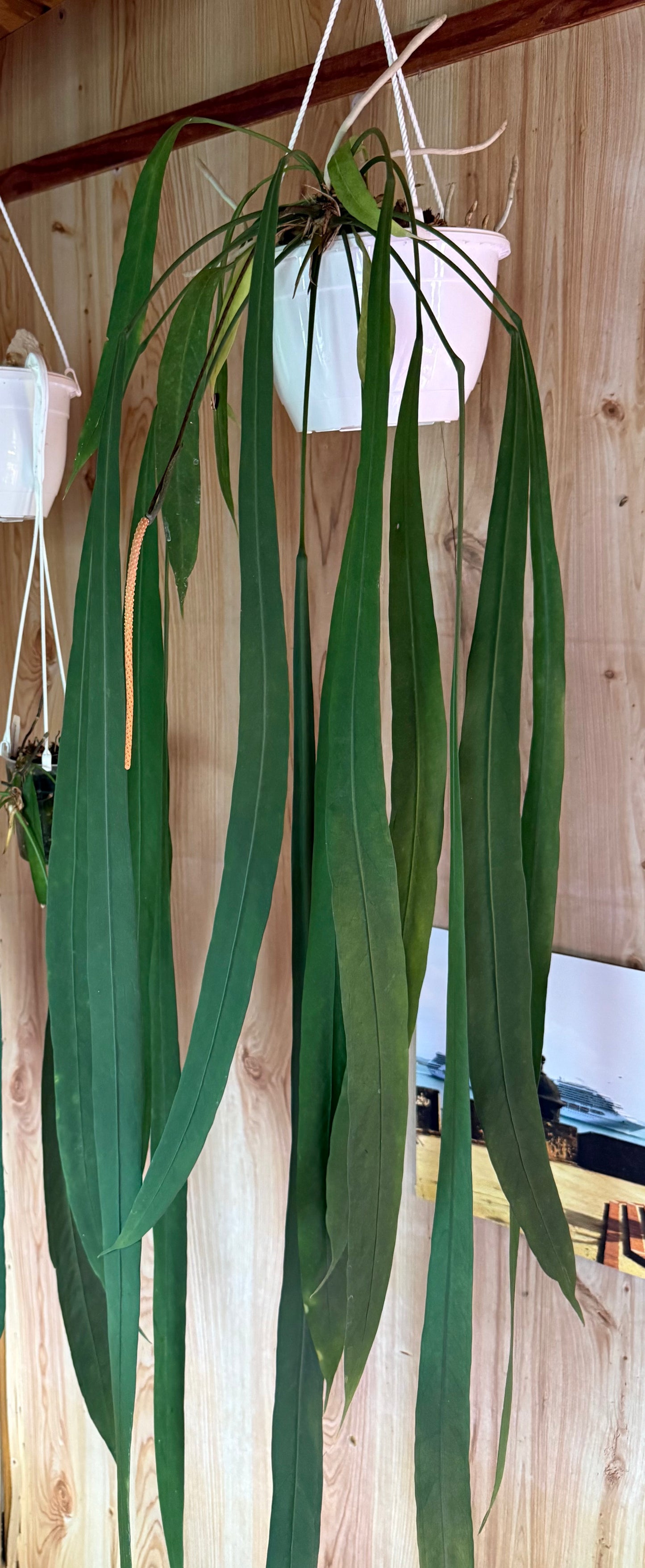 Anthurium vittarifolium