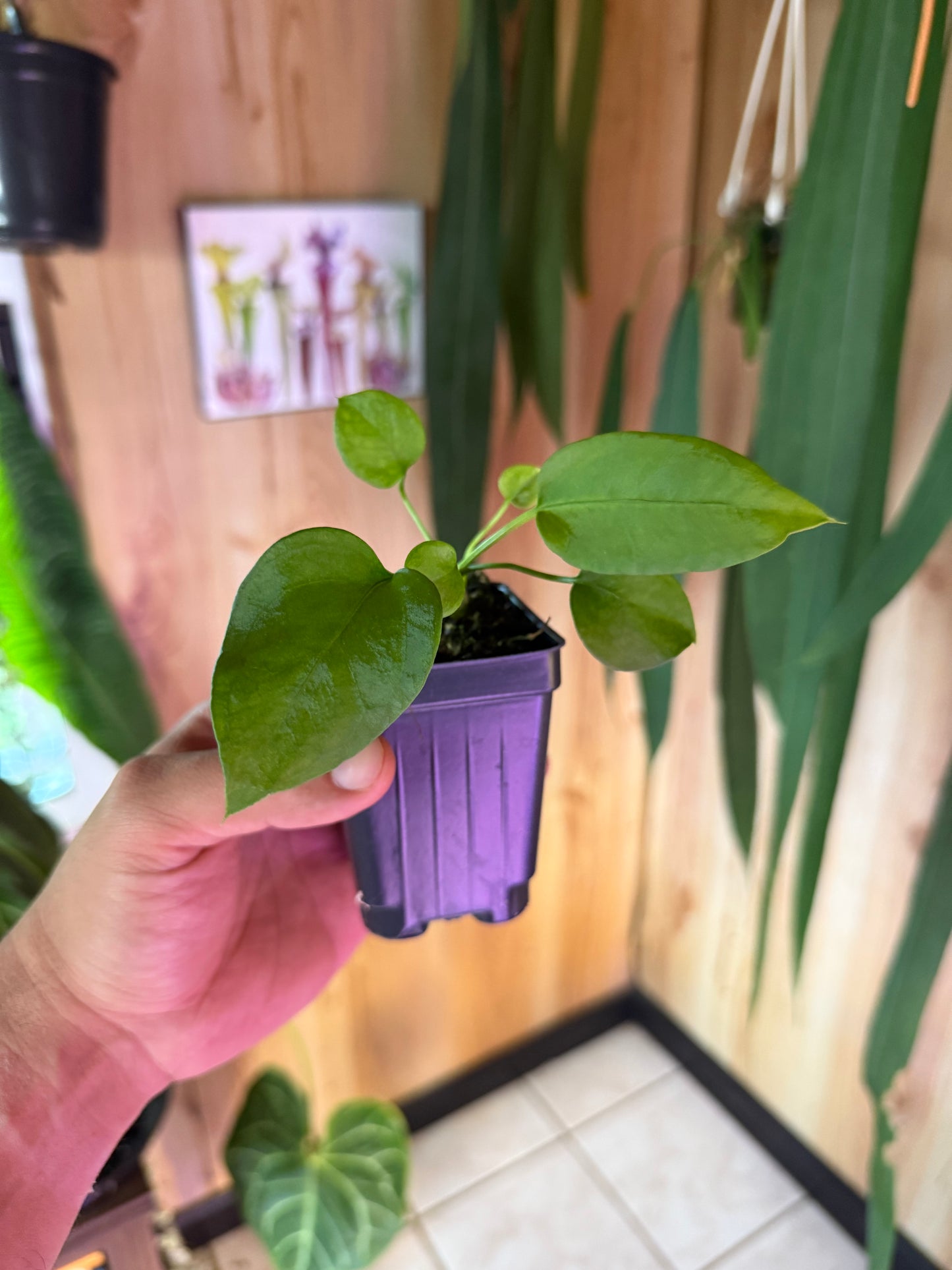 Anthurium vittarifolium