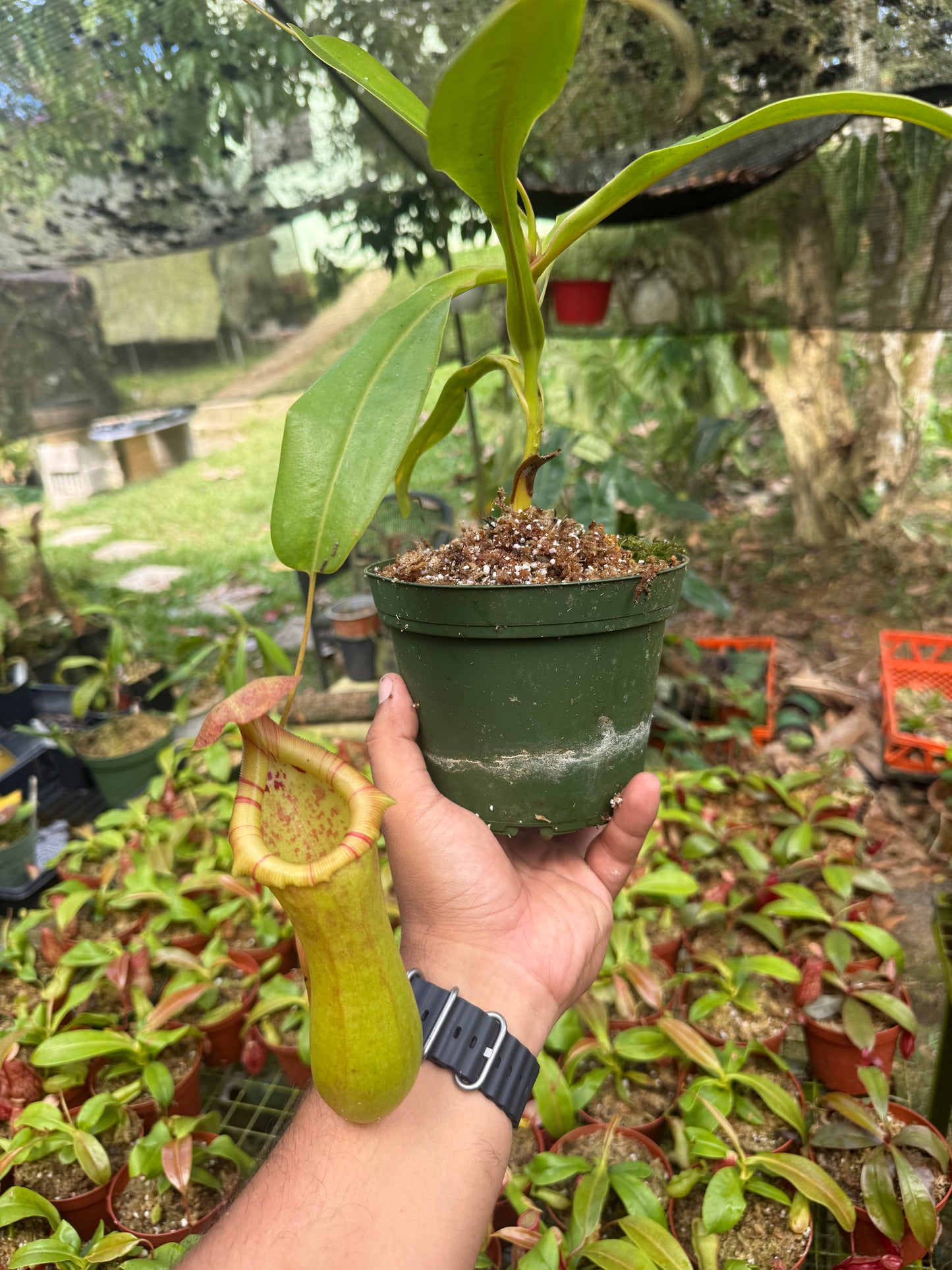 N. truncata x ventricosa
