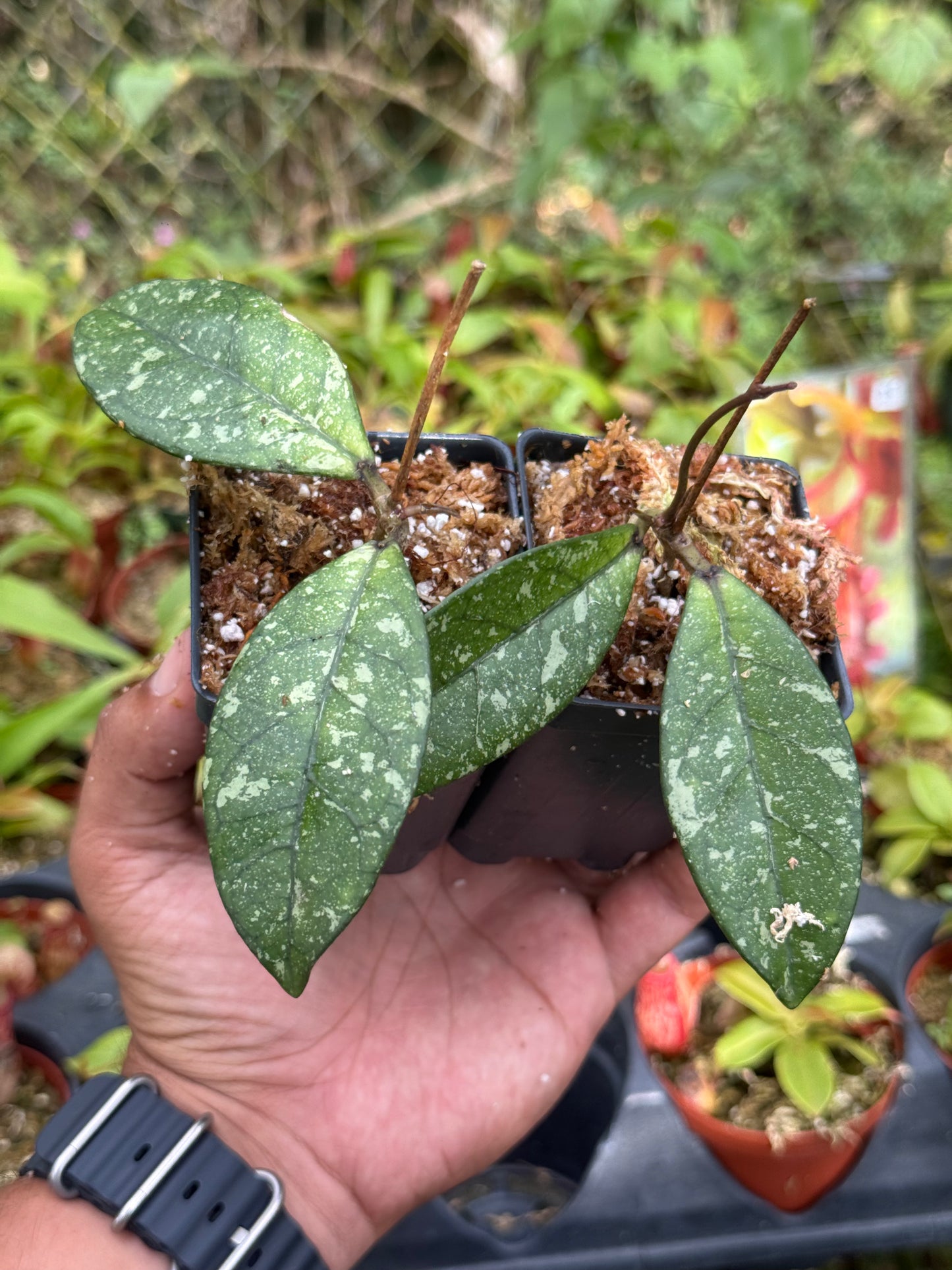 Hoya crassipetiolata Splash