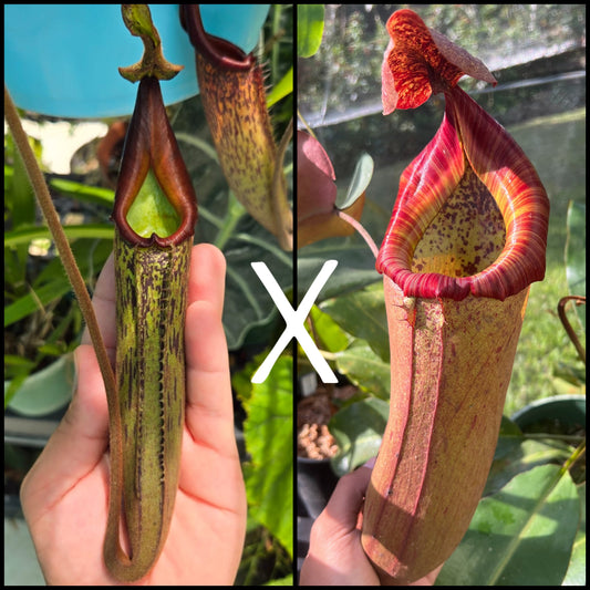 N. (fusca x tiveyi) x (peltata x truncata) JP-0002