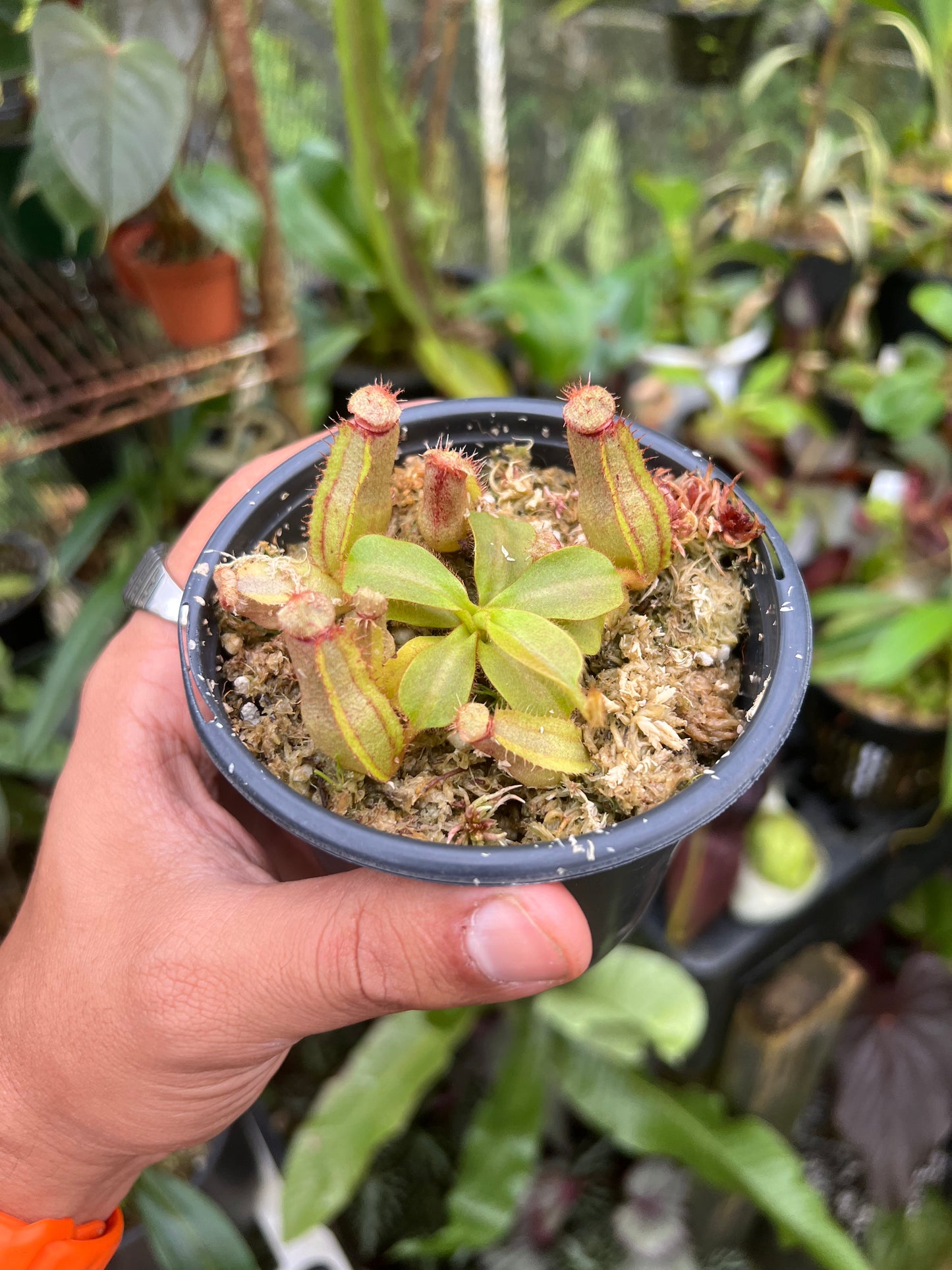 N. (fusca x tiveyi) x (peltata x truncata) JP-0002