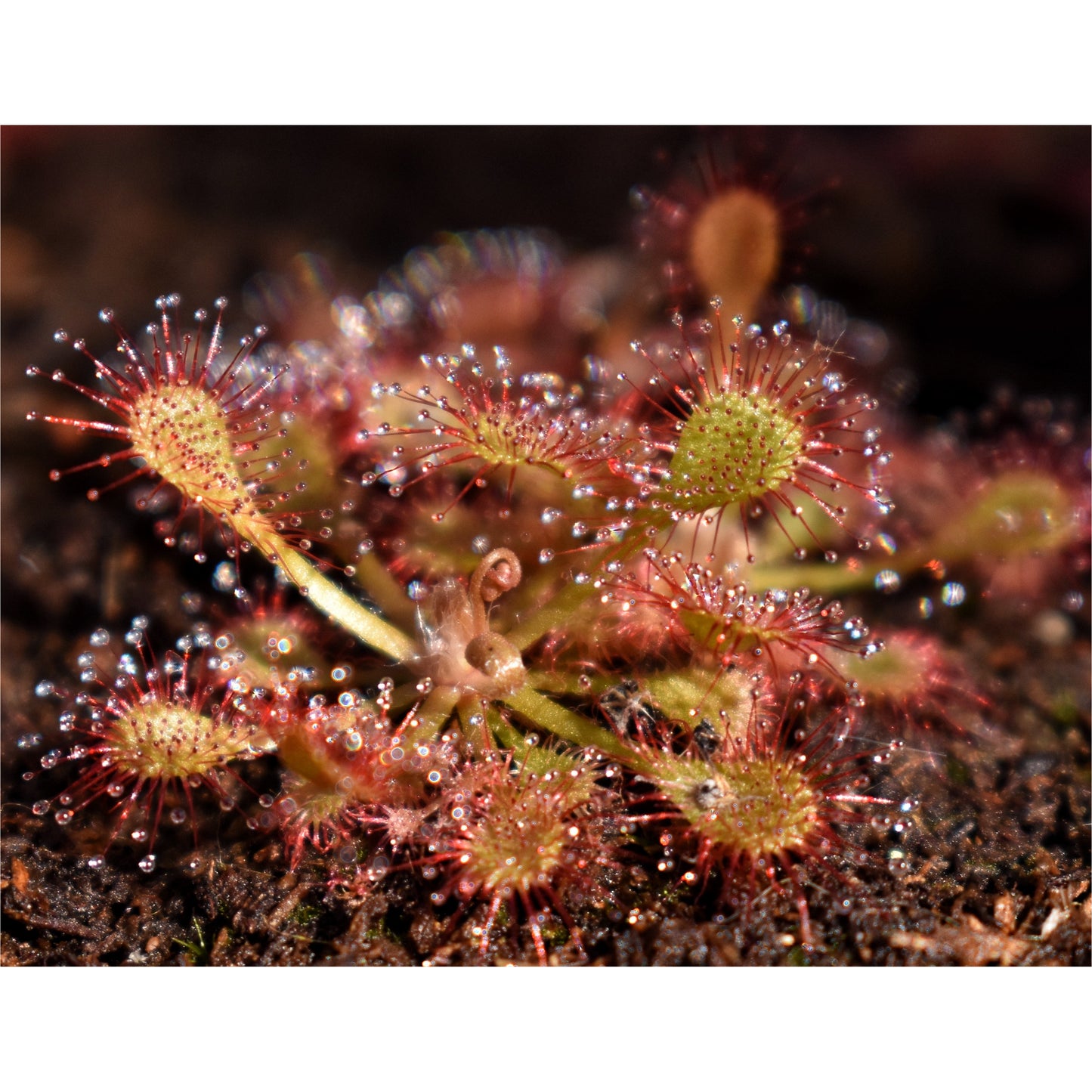 Drosera capillaris