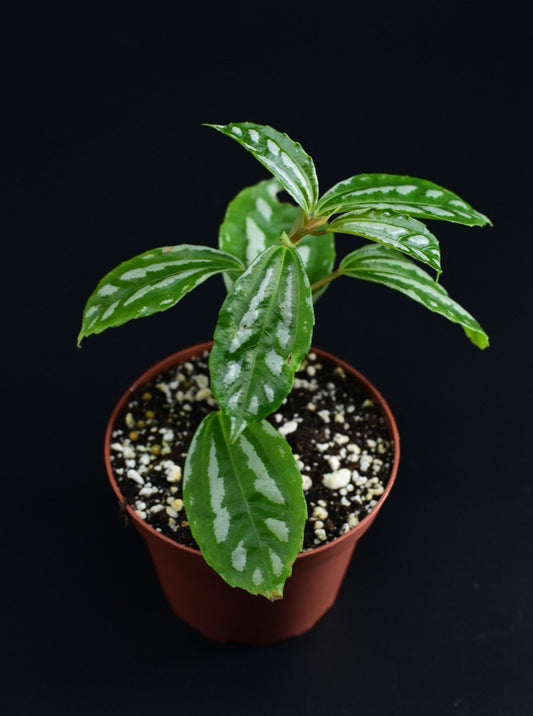 Pilea cadierei ‘Aluminum’