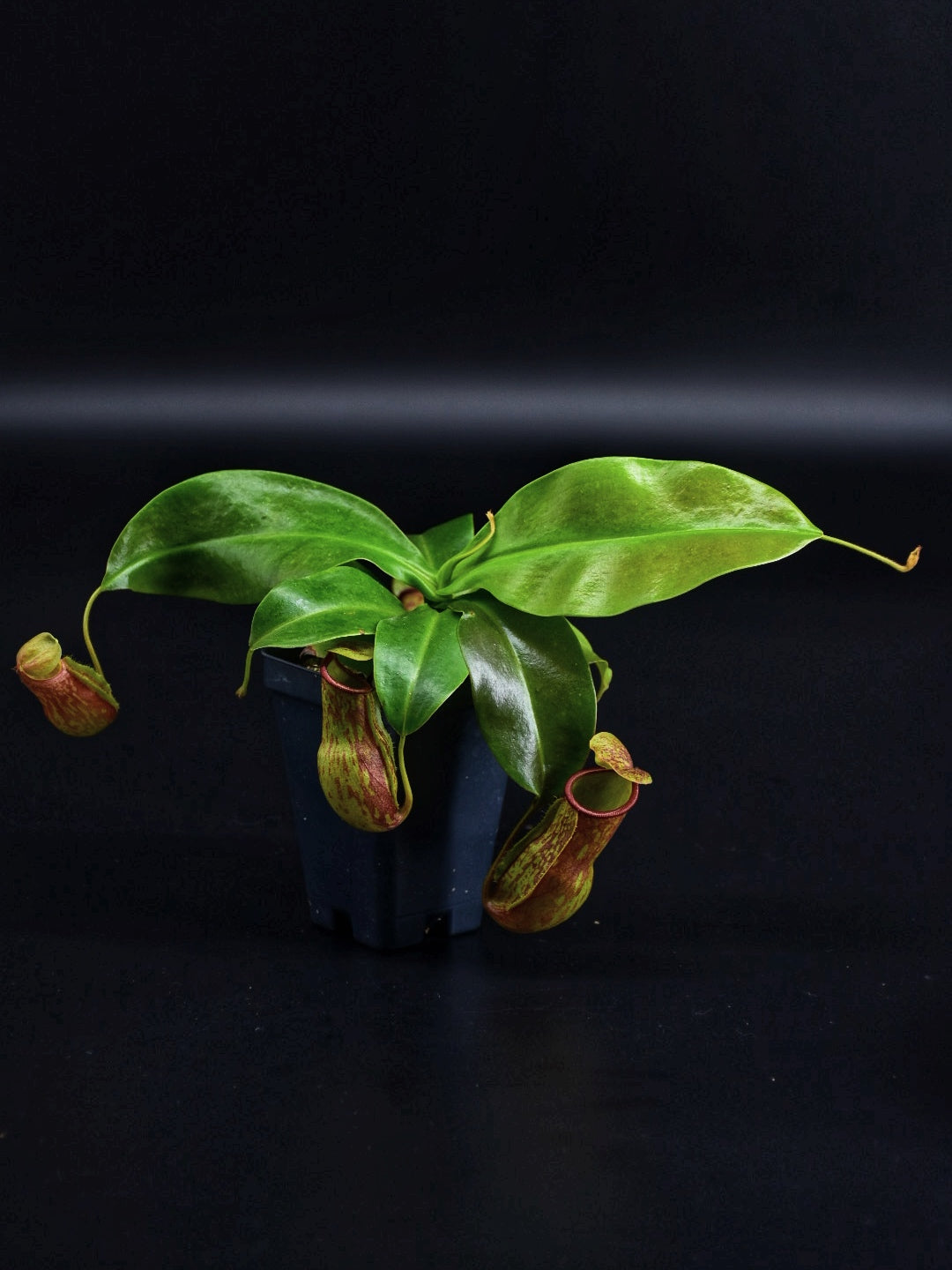 Nepenthes 'St Gaya'
