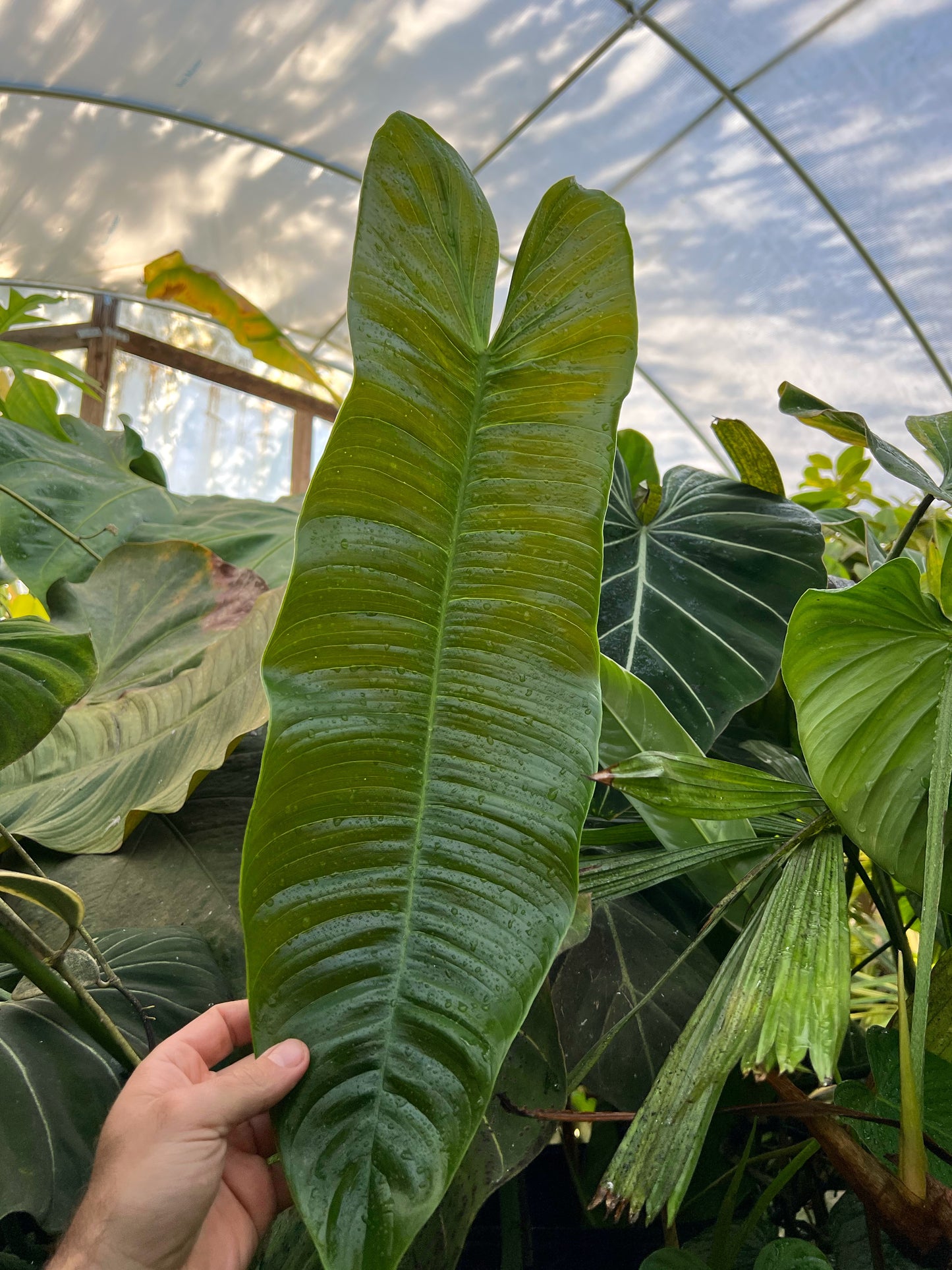 Philodendron sharoniae ‘Mosquera’