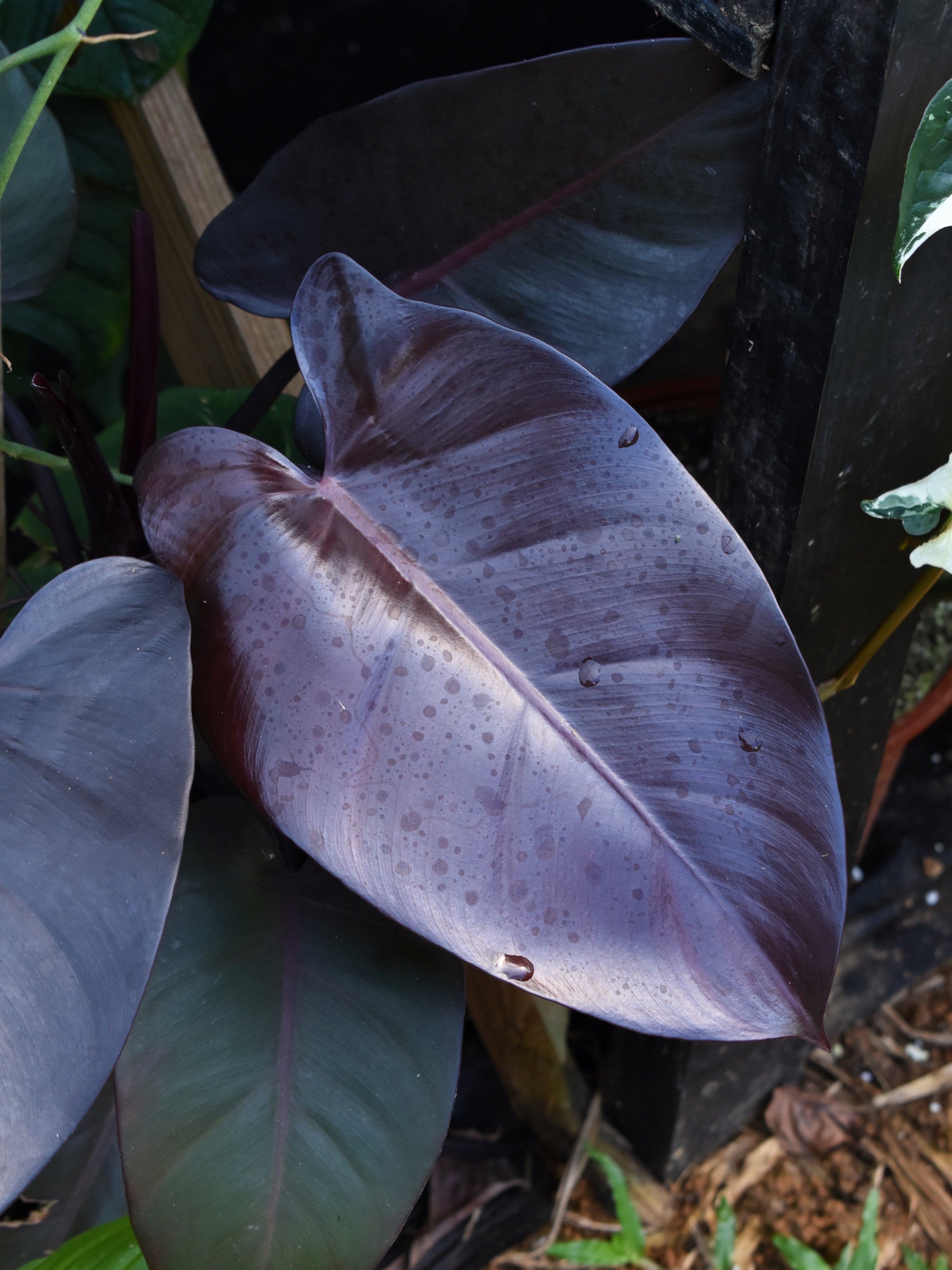 philodendron erubescens royal queen Philodendron ‘Royal Queen’