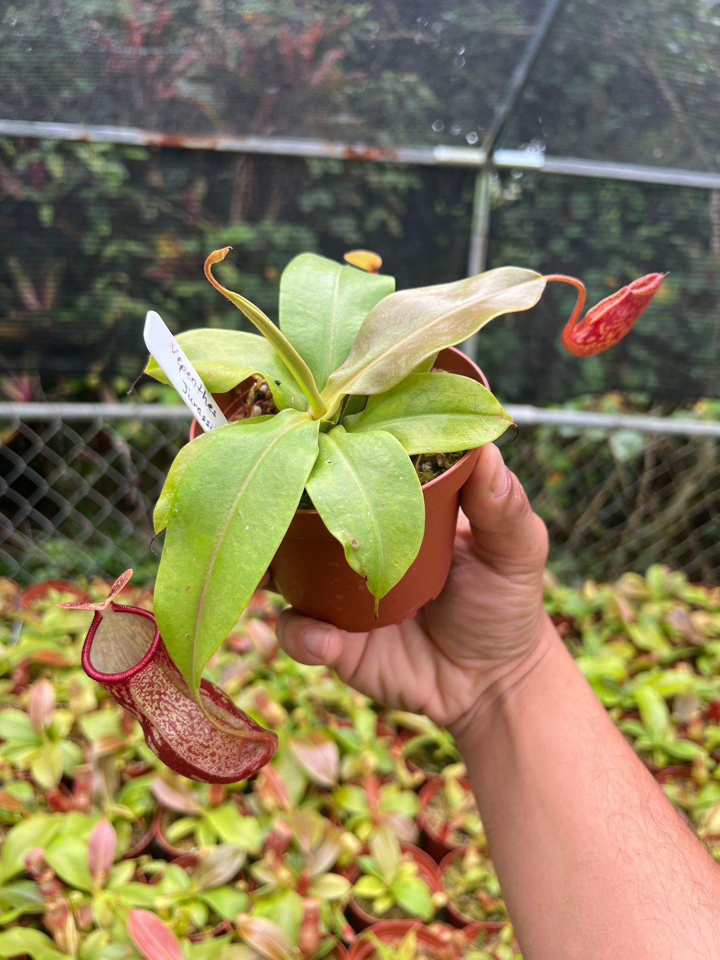Nepenthes 'St Gaya'