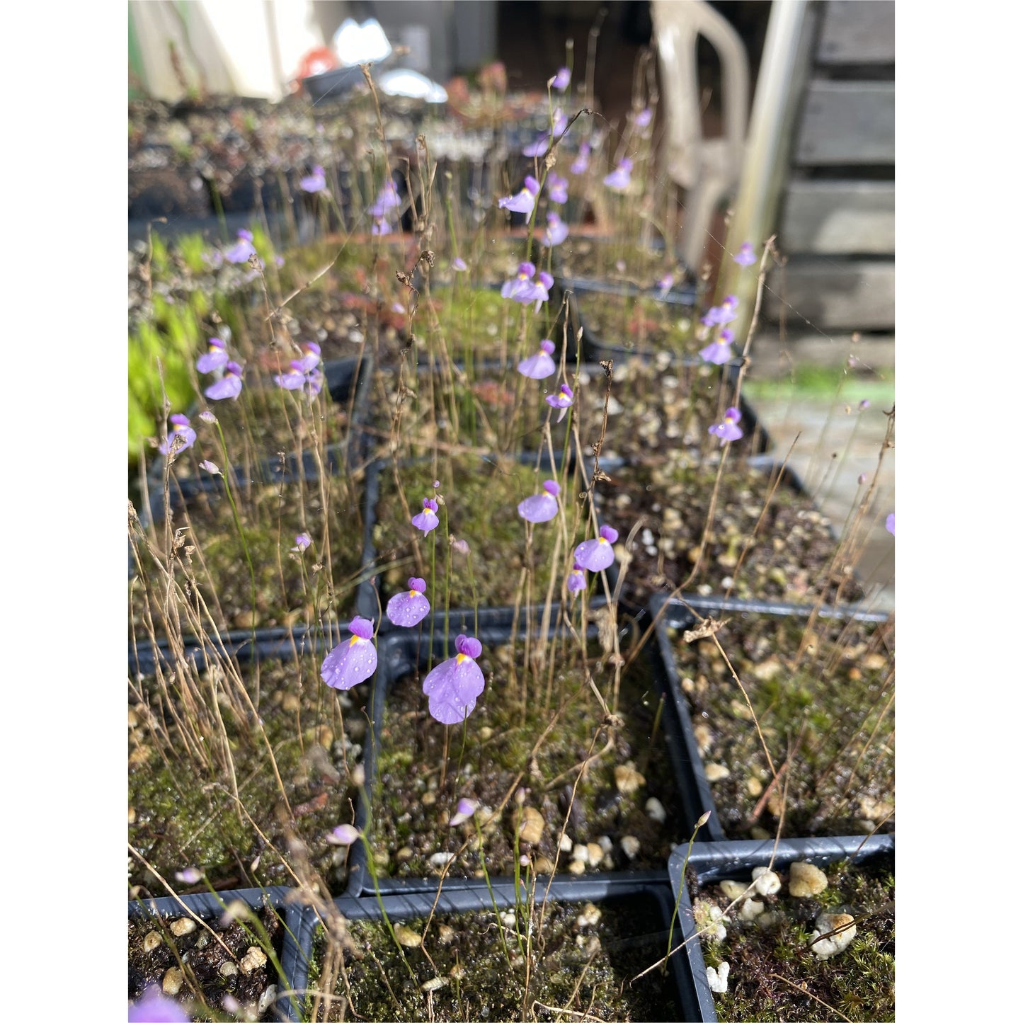 Utricularia blanchetii