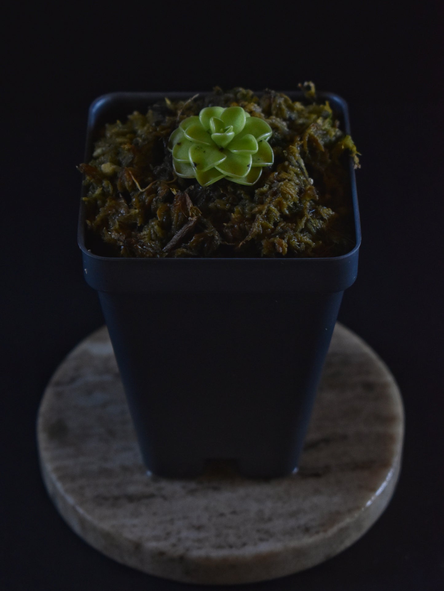 Pinguicula emarginata x jaumavensis
