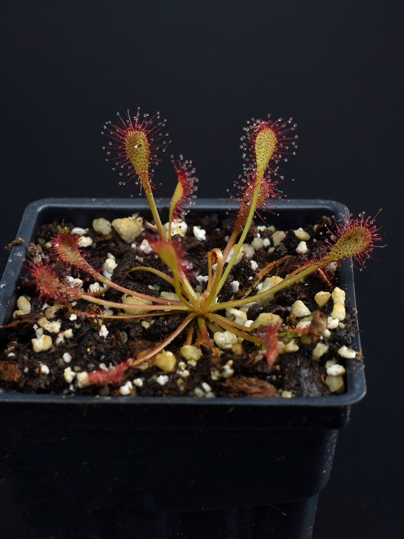 Drosera capillaris