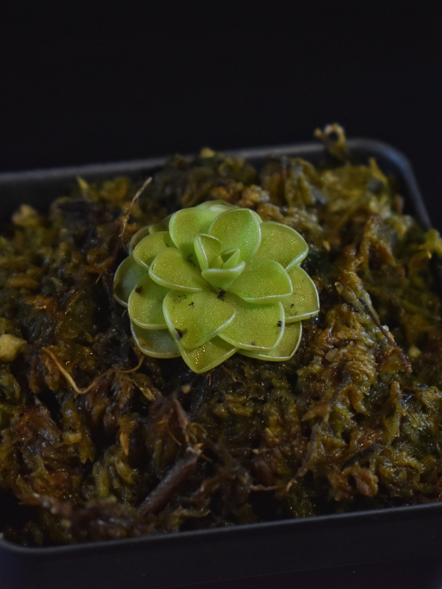 Pinguicula emarginata x jaumavensis