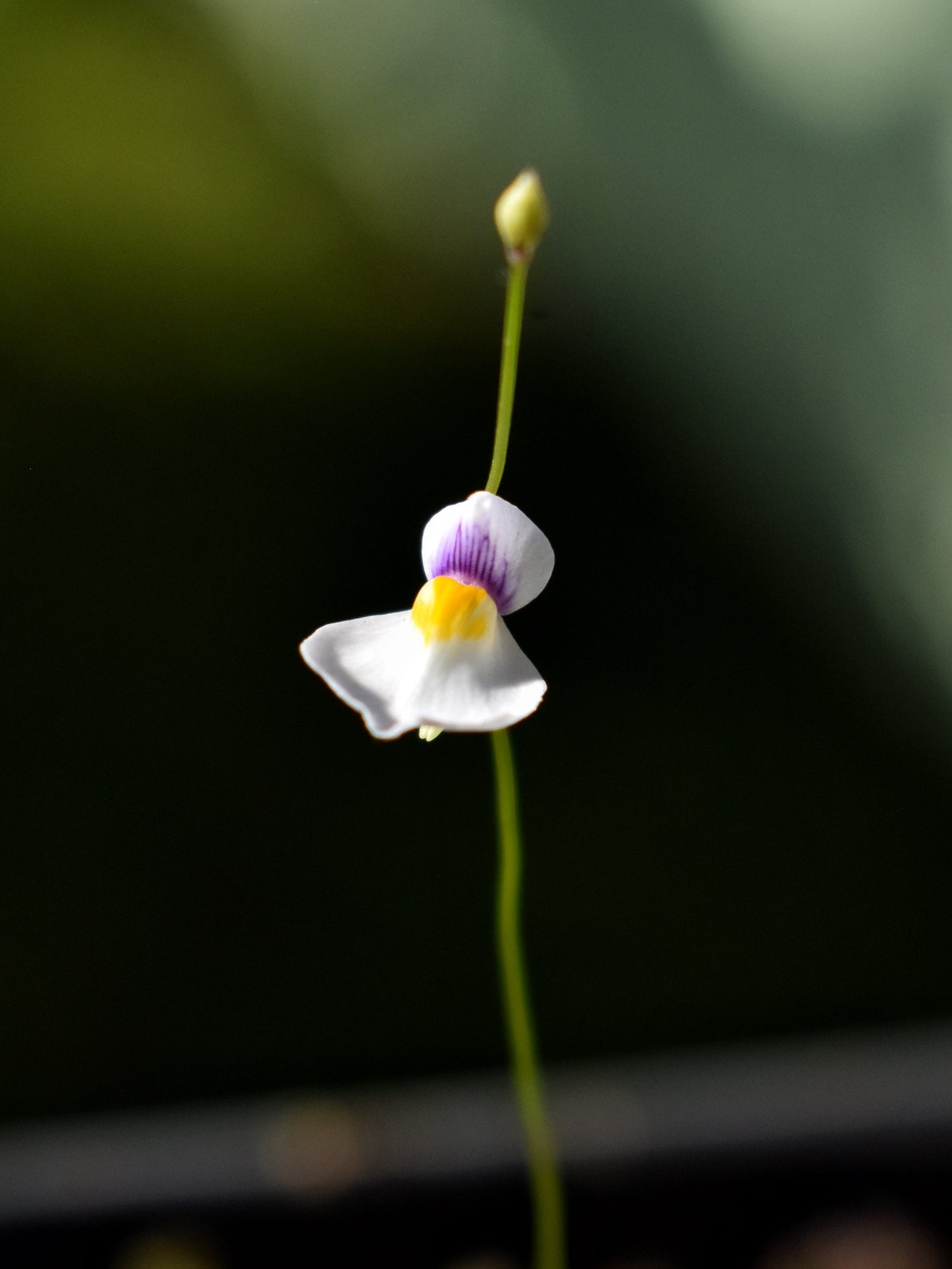 Utricularia parthenopipes