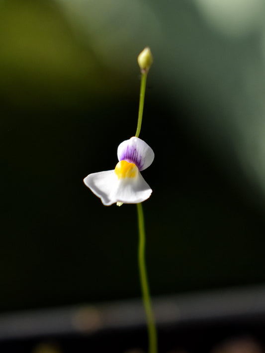 Utricularia parthenopipes