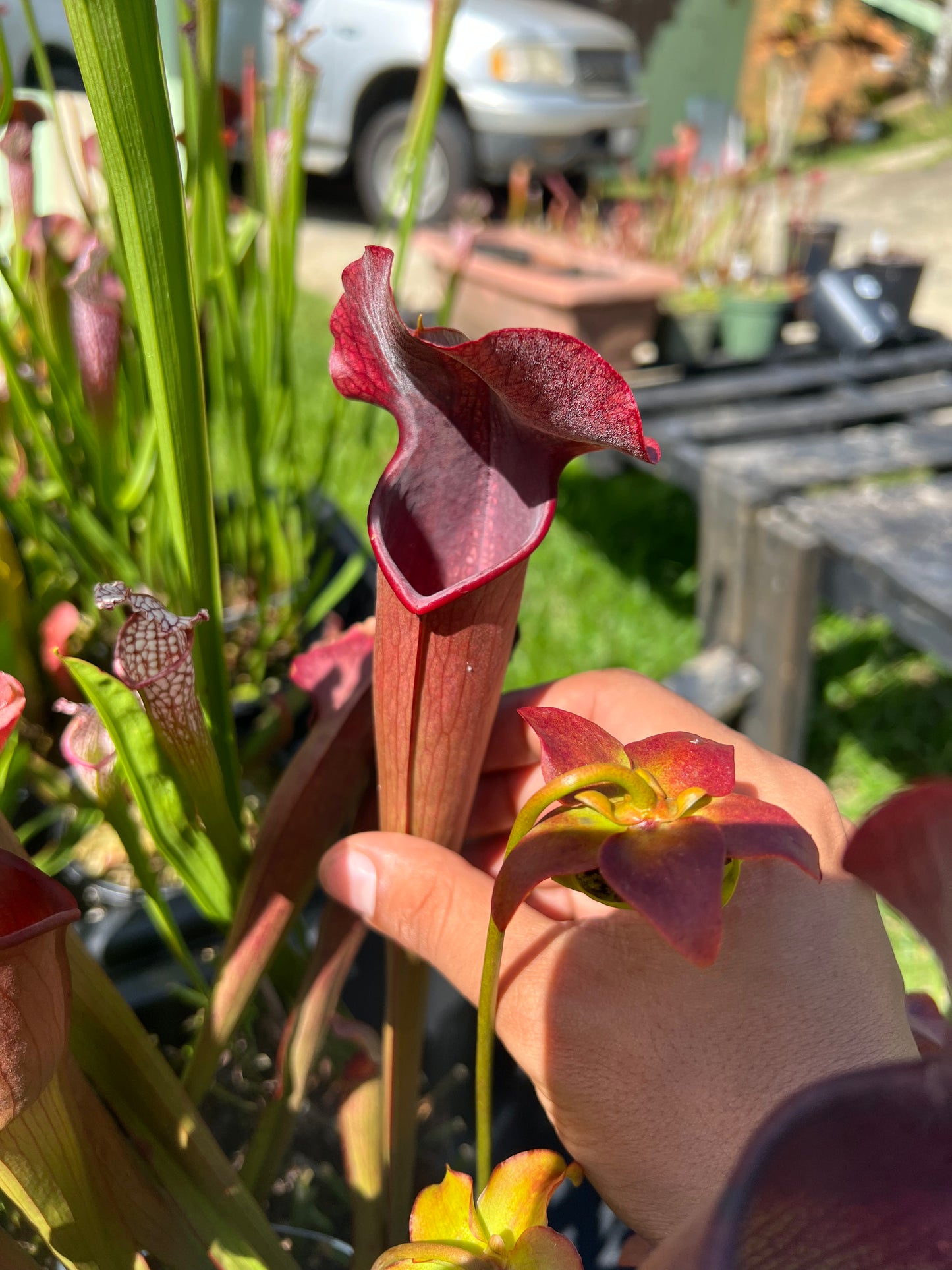 Sarracenia areolata x rubra