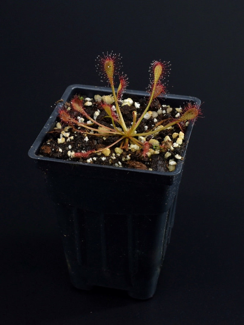 Drosera capillaris