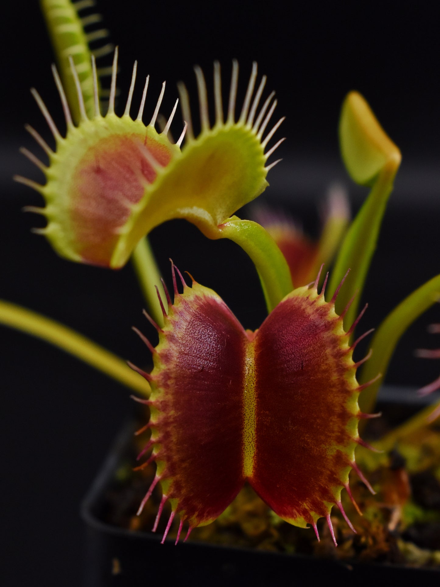Dionaea muscipula The Venus Flytrap
