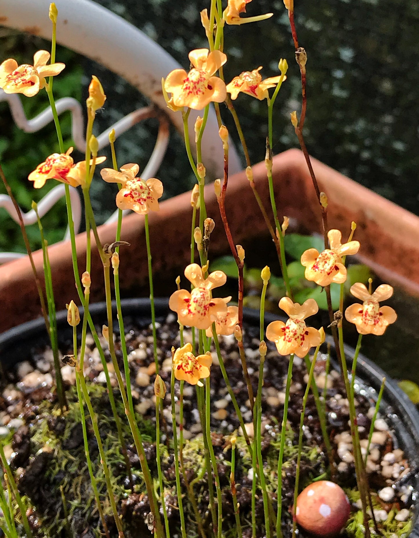 Utricularia fulva