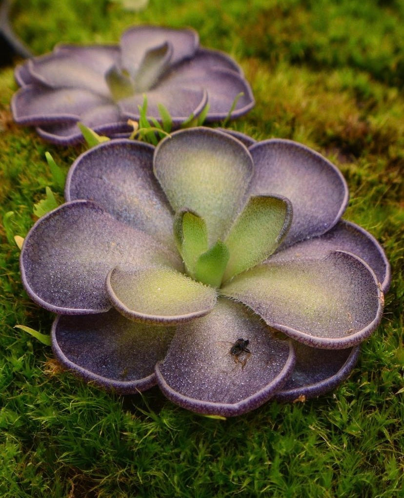 Pinguicula cyclosecta