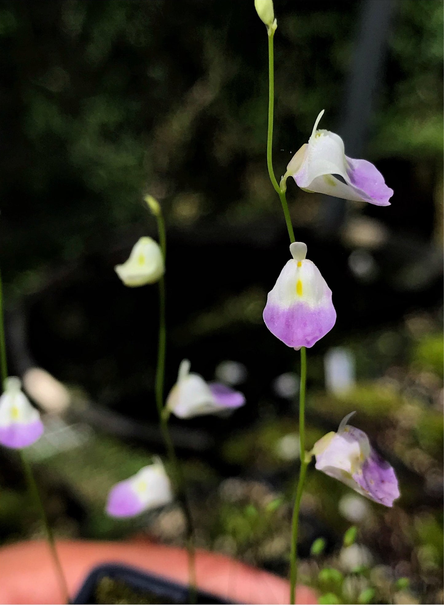 Utricularia livida