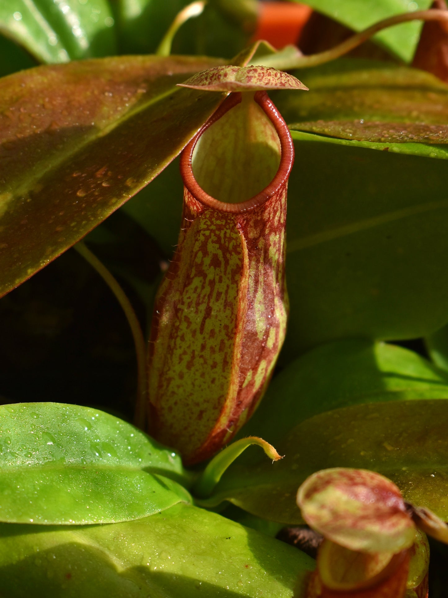 Nepenthes 'St Gaya'