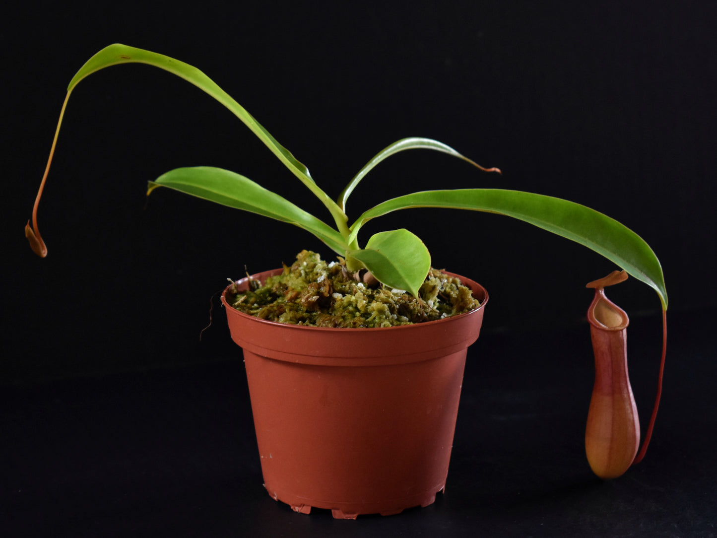 Nepenthes ventrata