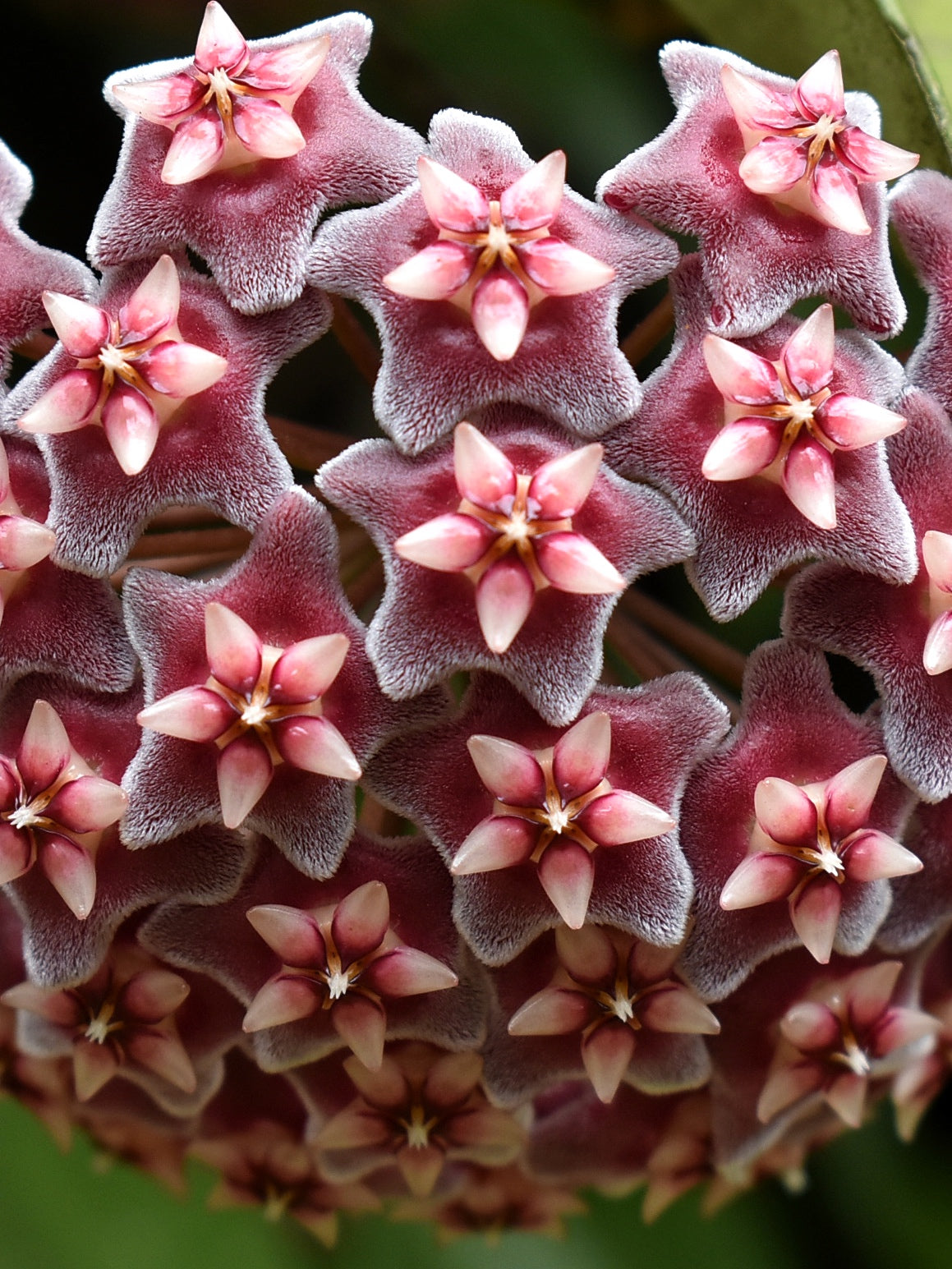Hoya pubicalix