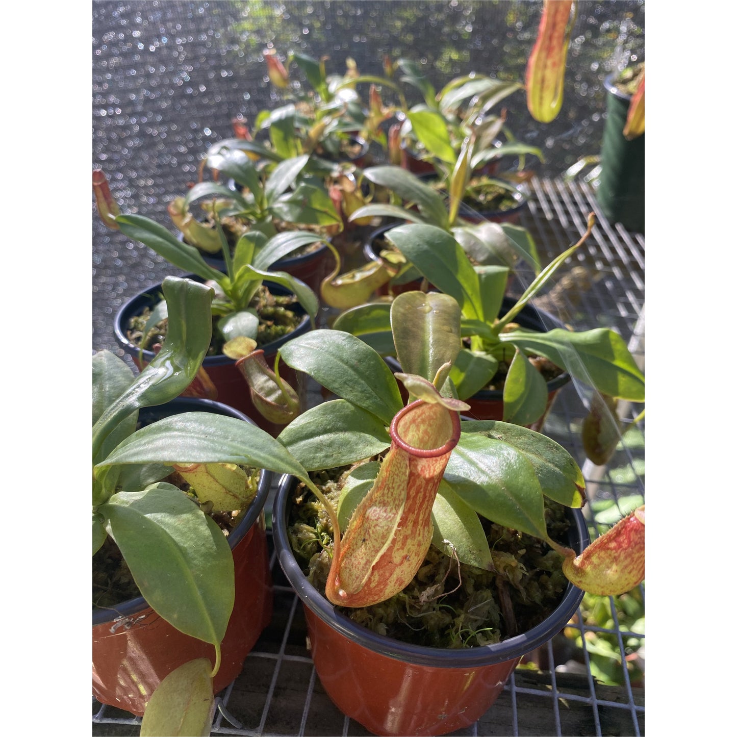 Nepenthes 'St Gaya'