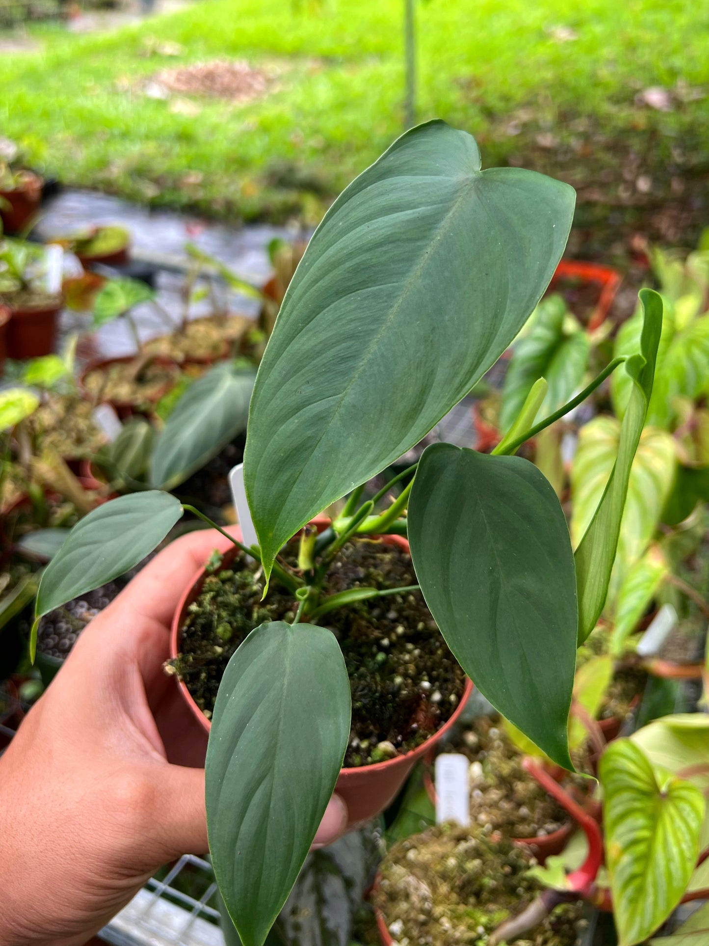 Philodendron sharoniae ‘Mosquera’