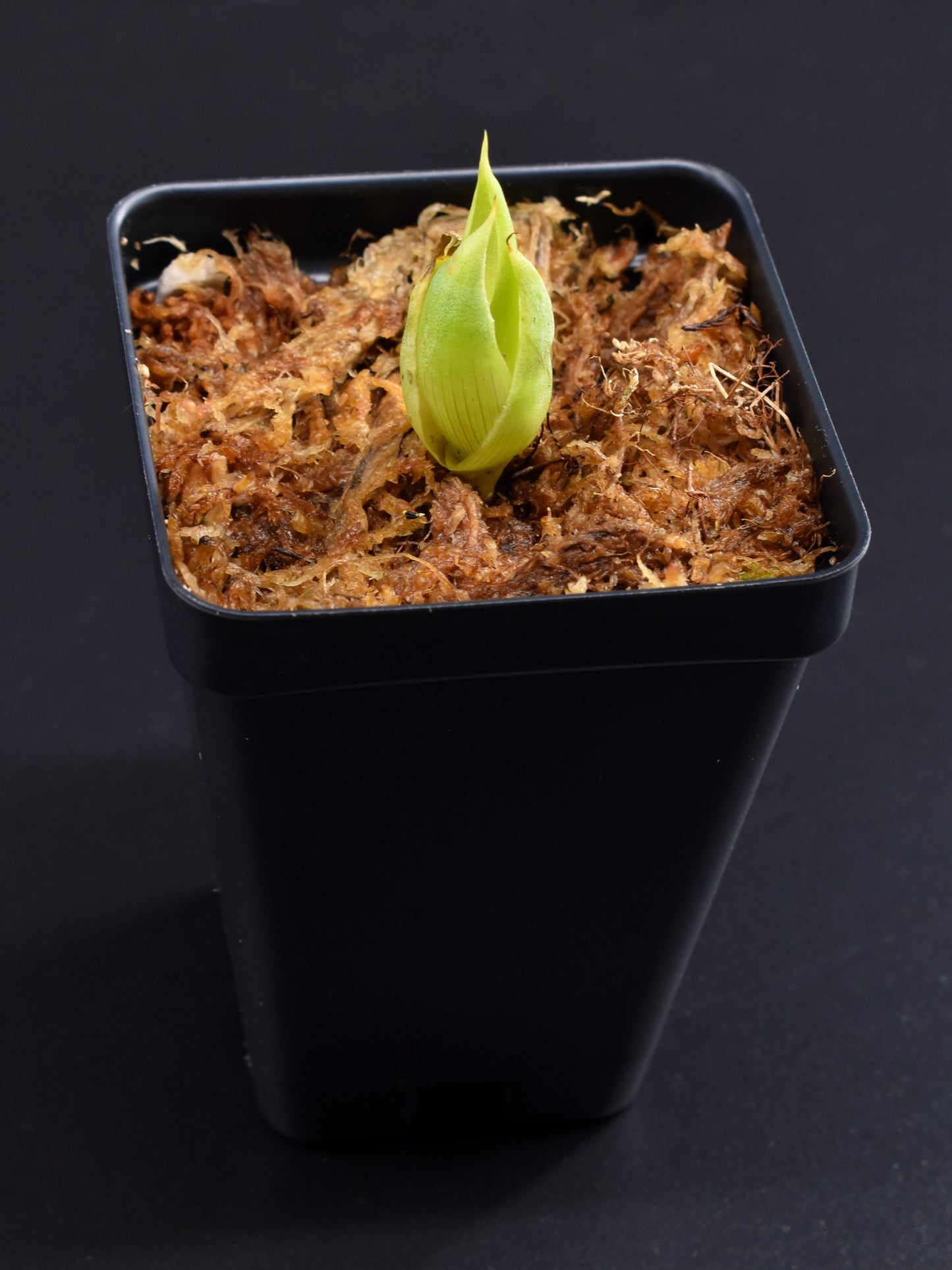 Catopsis berteroniana