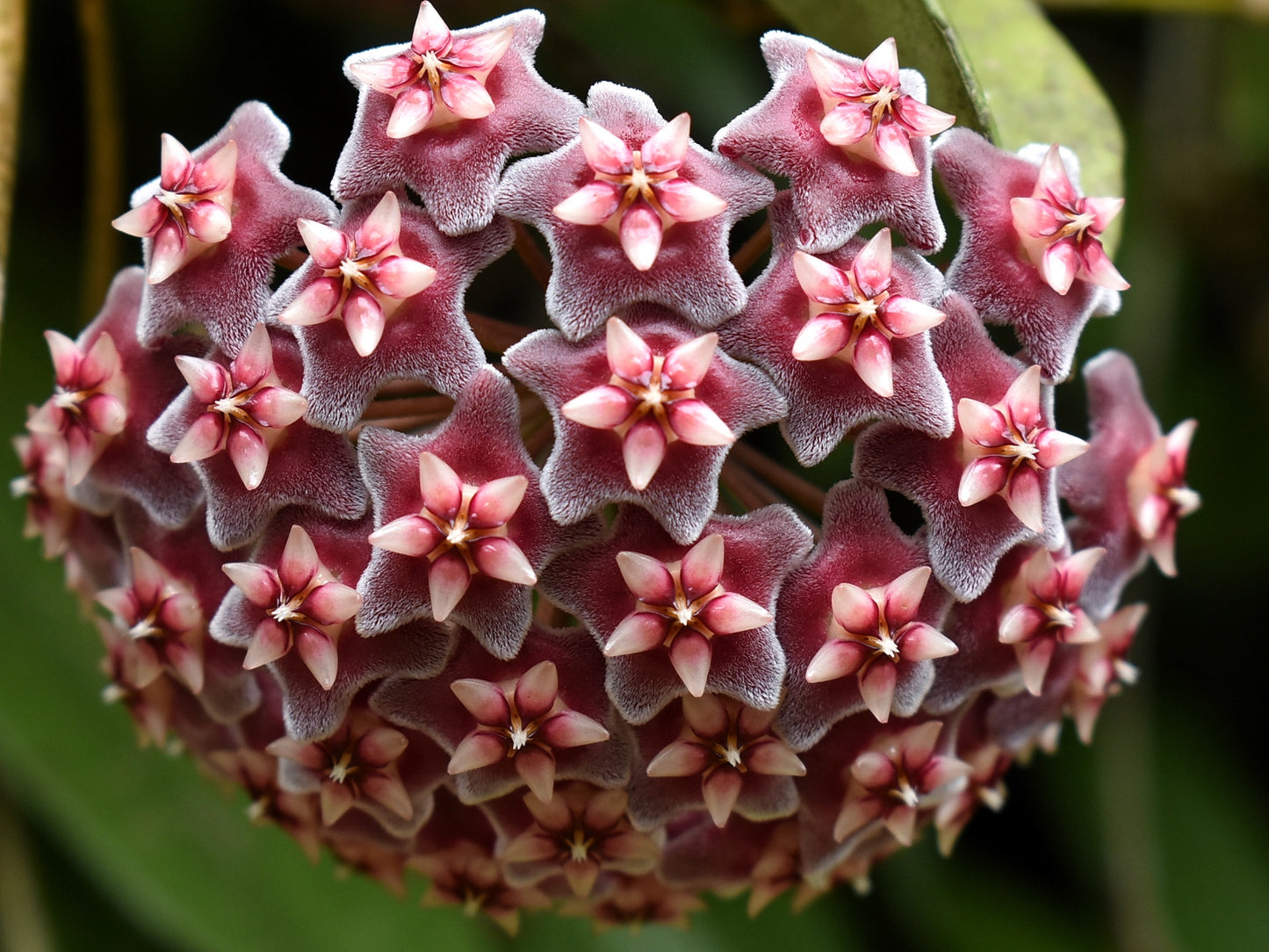 Hoya pubicalix