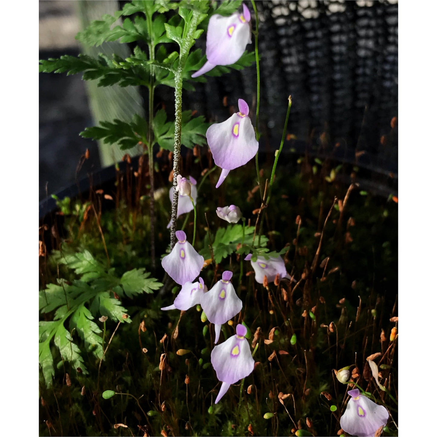 Utricularia pubescens