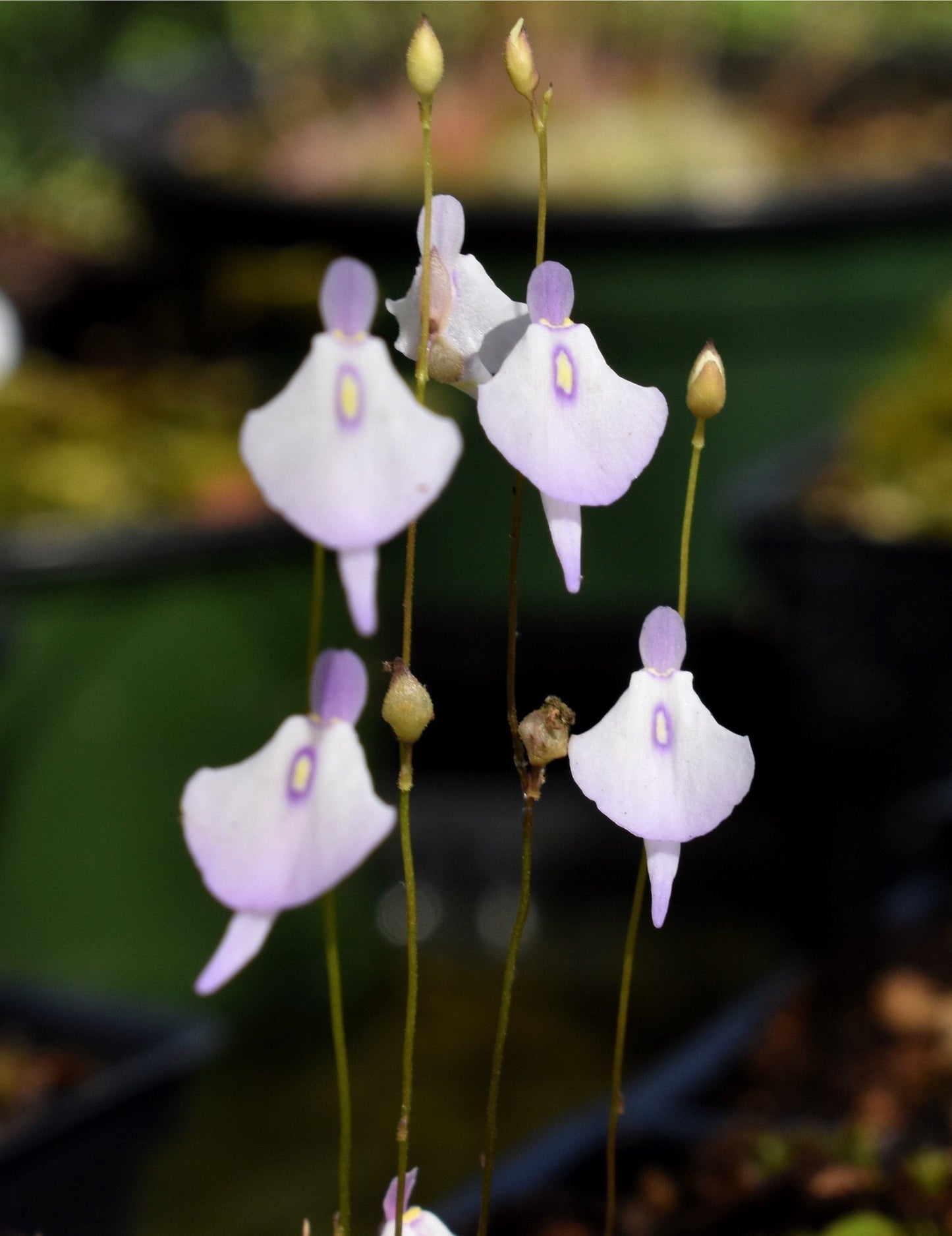 Utricularia pubescens