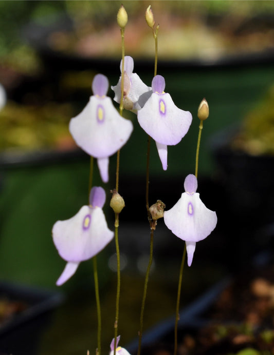 Utricularia pubescens