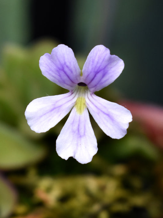 Pinguicula emarginata x jaumavensis