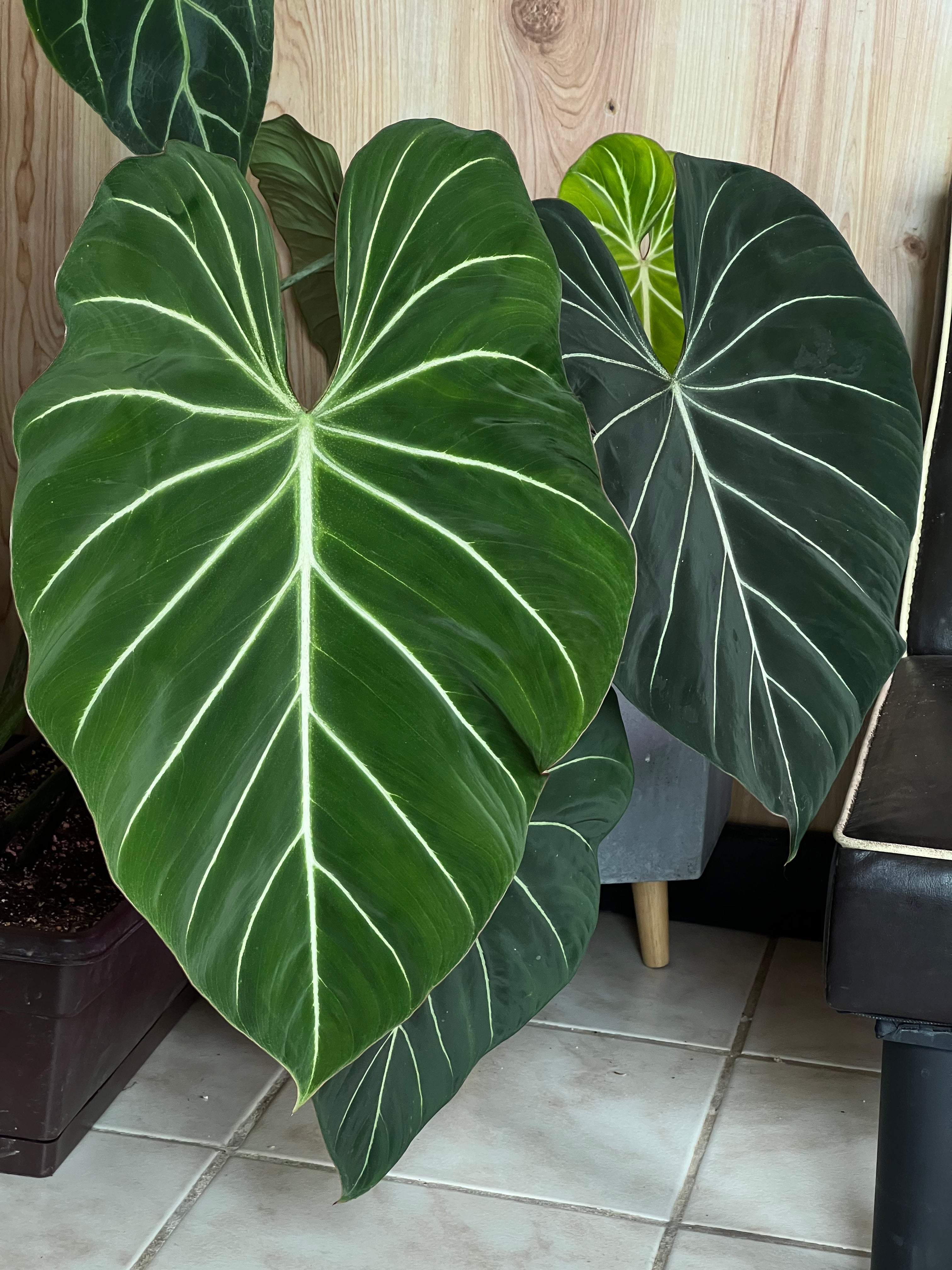 native philodendrons of puerto rico Philodendron gloriosum – Jurassic Plants PR