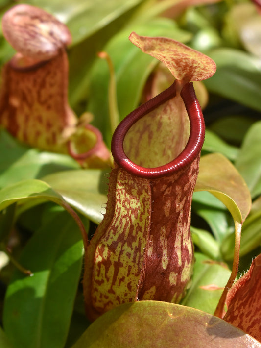 Nepenthes 'St Gaya'
