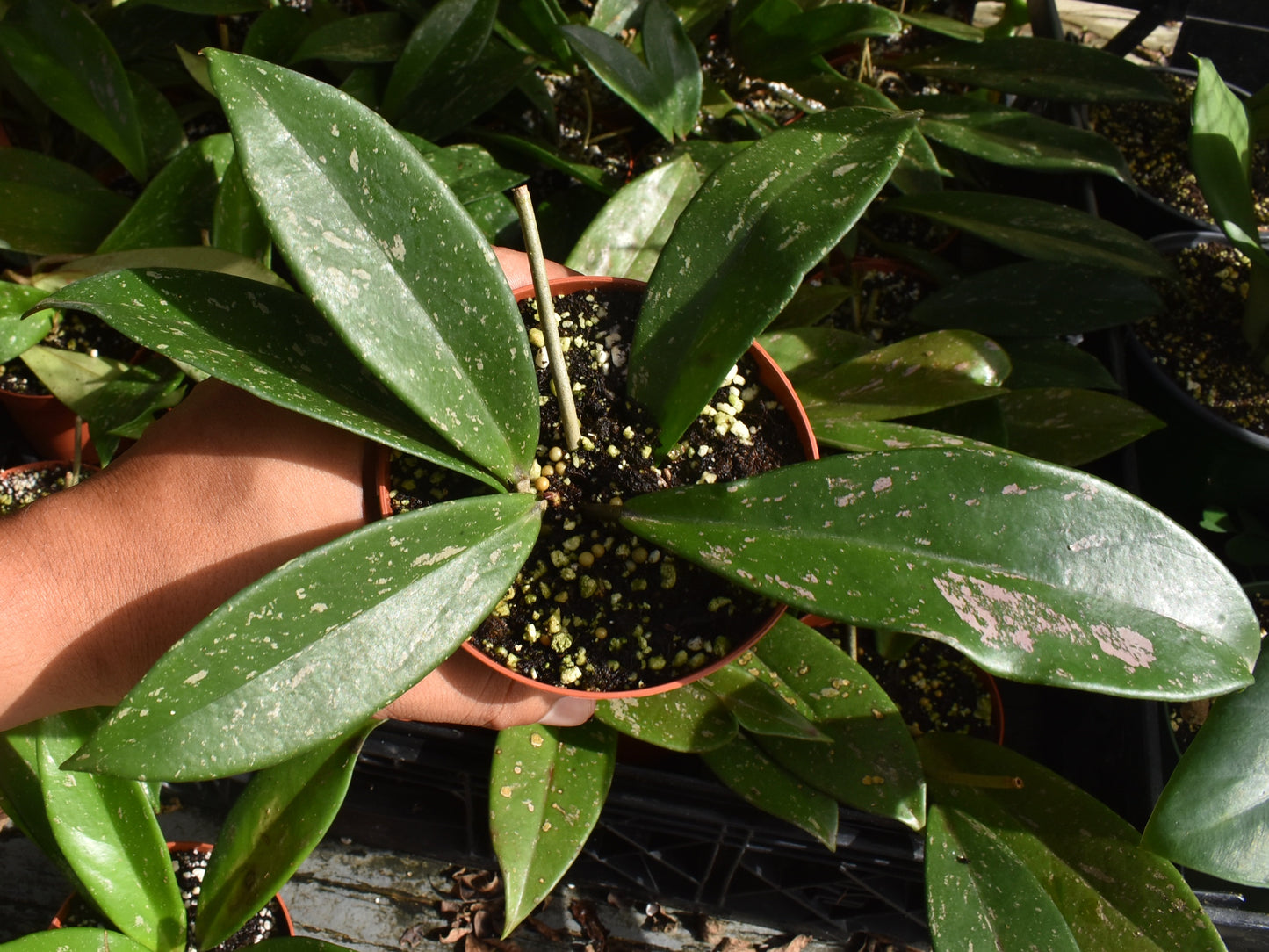Hoya pubicalix