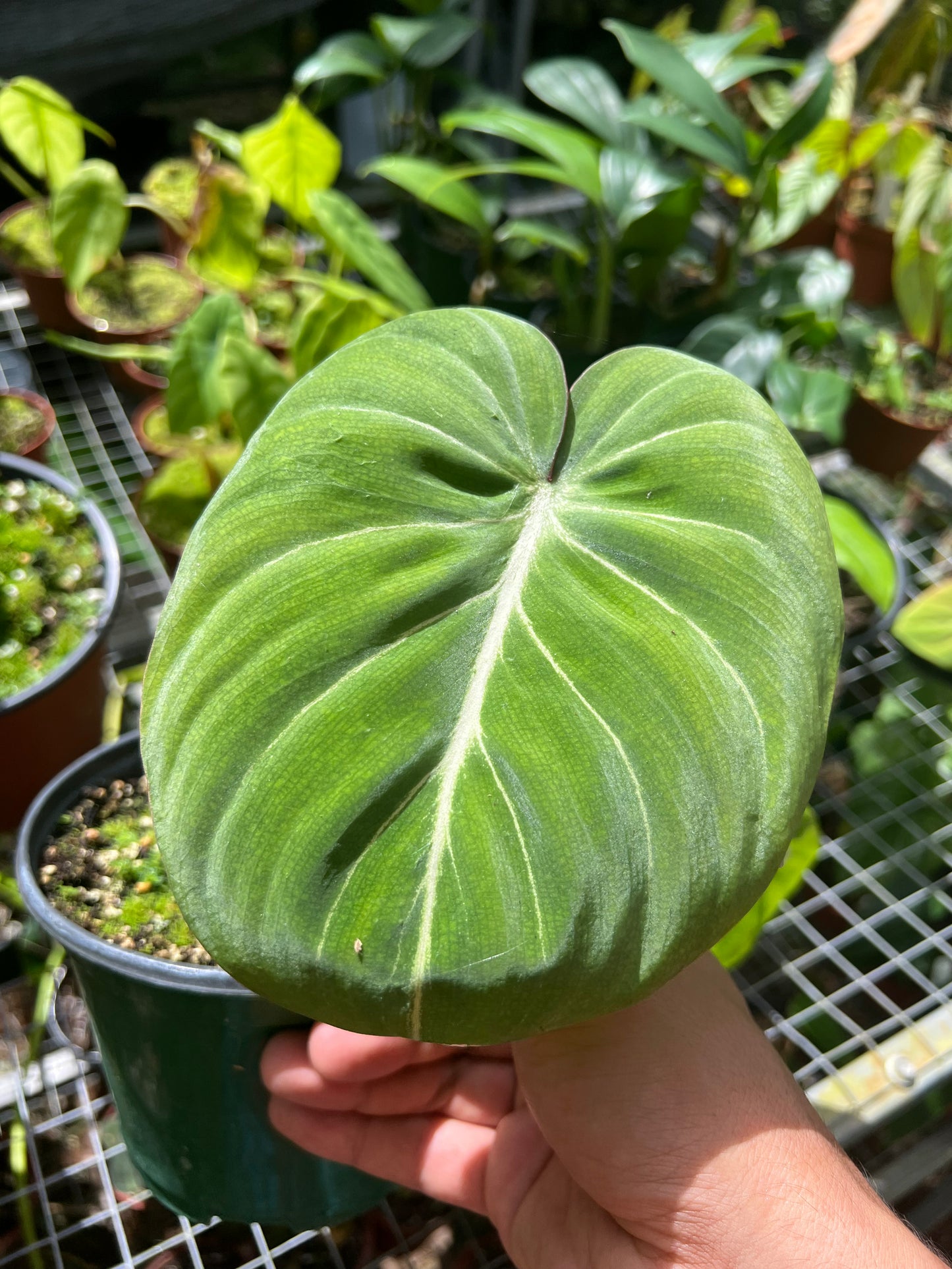 Philodendron gloriosum