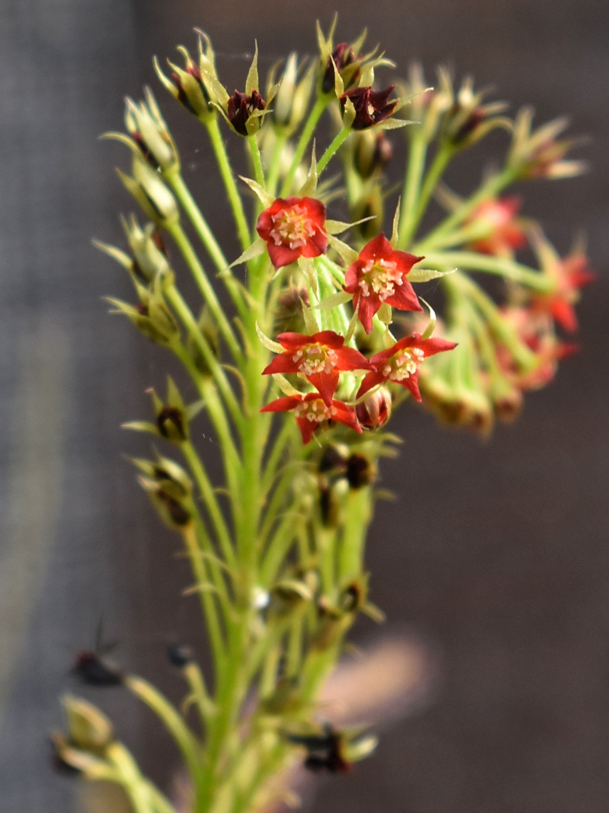 Drosera adelae