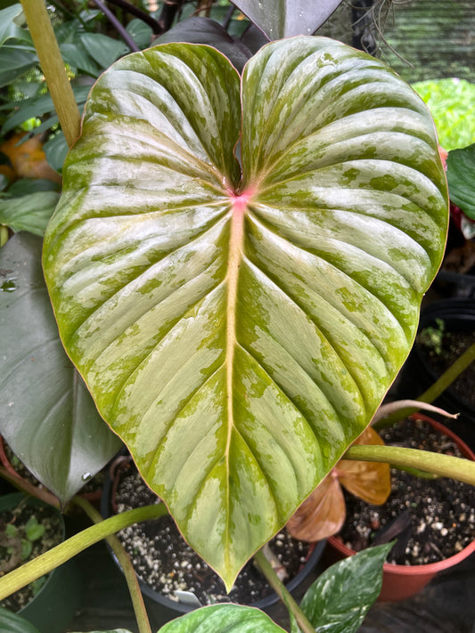 Philodendron sodiroi aff